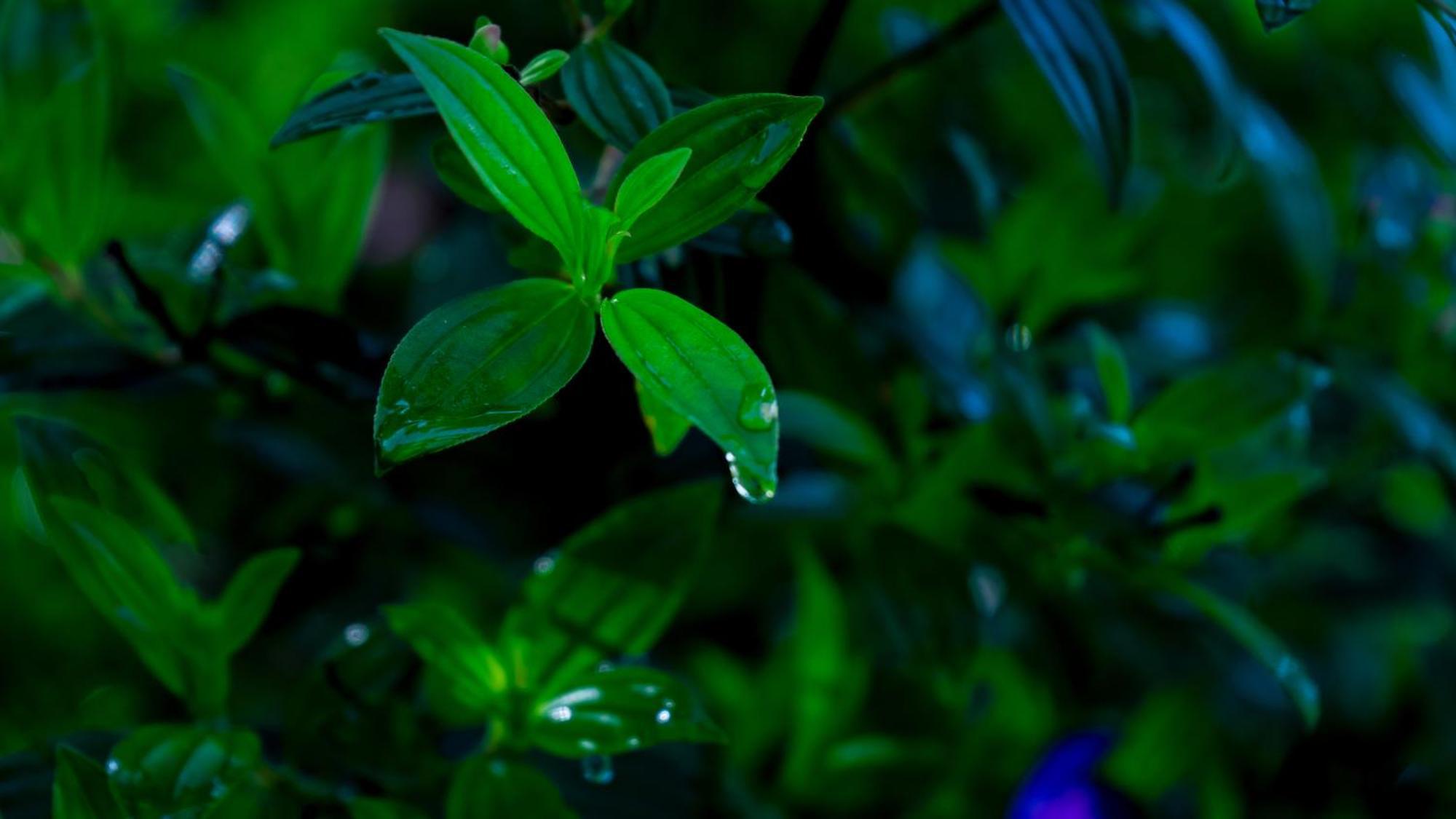Vythiri Holiday Resort, Wayanad Extérieur photo